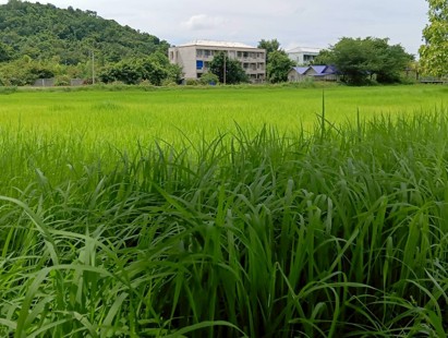 rice-p1-growth-23aug-1.jpg