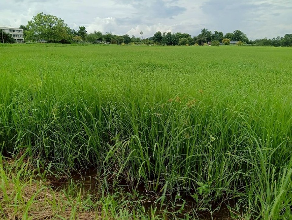 rice-p1-growth-23aug-2.jpg