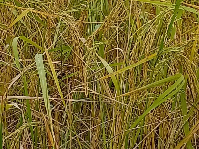rice-p1-mature-8nov-1.jpg