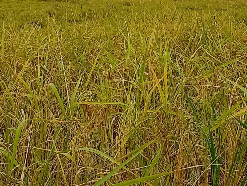 rice-p1-mature-8nov-2.jpg