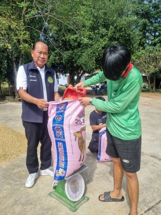 rice-p1-mature-8nov-3.jpg
