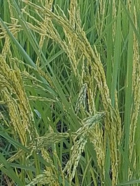 rice-p1-spike-24oct-1.jpg