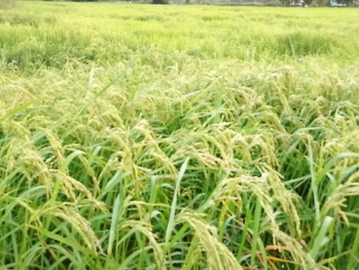 rice-p1-spike-24oct-2.jpg