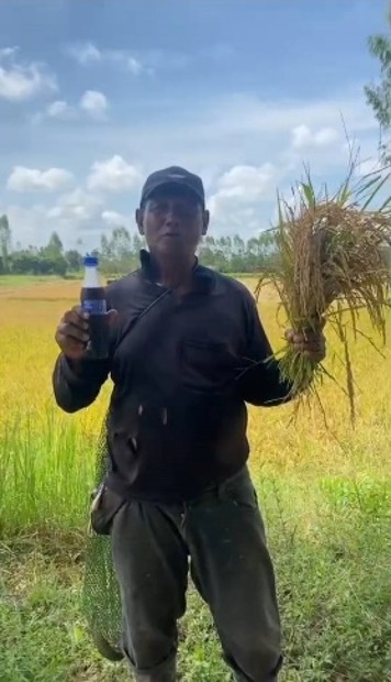 rice-p2-field.jpg