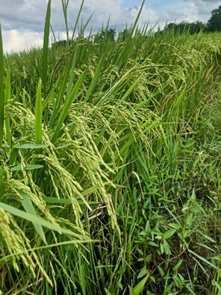 rice-p3-farmer-1.jpg