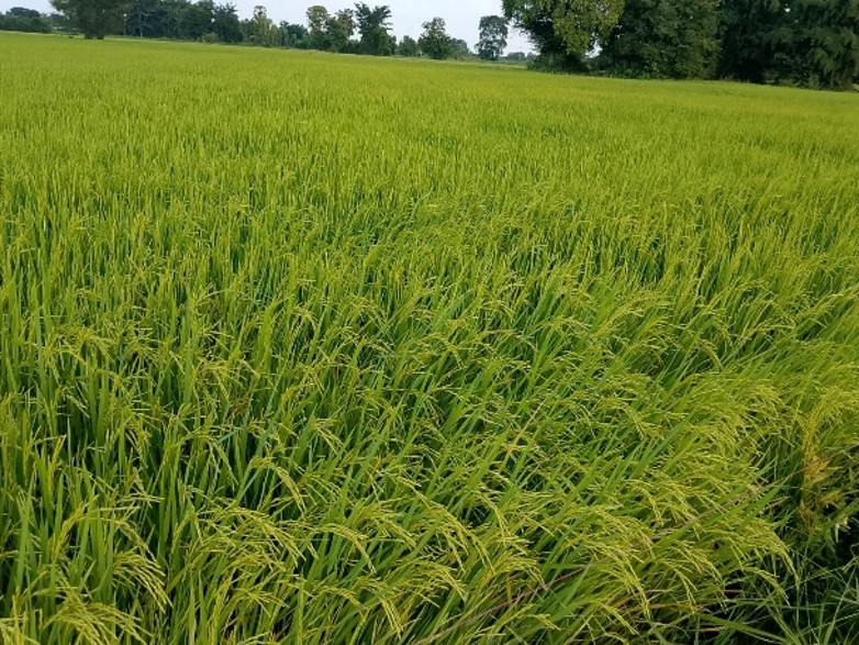 rice-p3-harvest.jpg