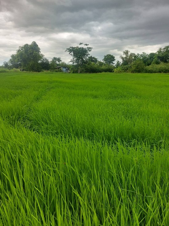 rice-p4-farmer-14nov.jpg