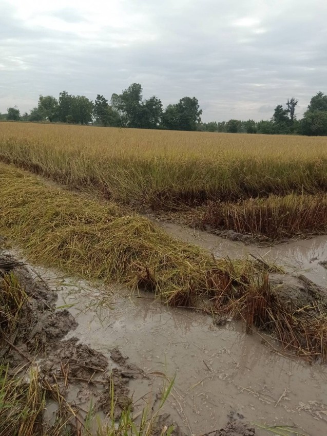 rice-p4-field-20oct-1.jpg