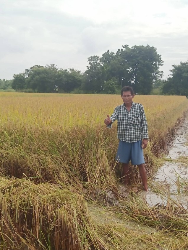 rice-p4-field-20oct-2.jpg