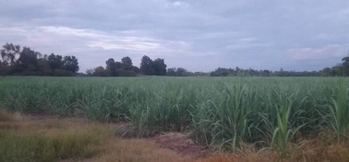 rice-p5-farmer.jpg