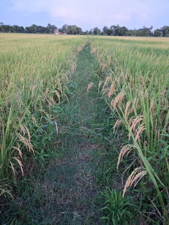 rice-p5-field-1.jpg