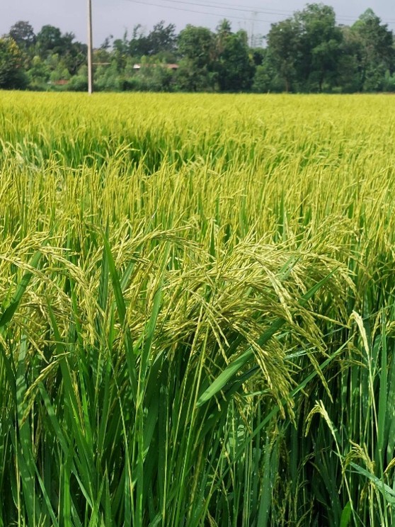 rice-p5-field-2.jpg