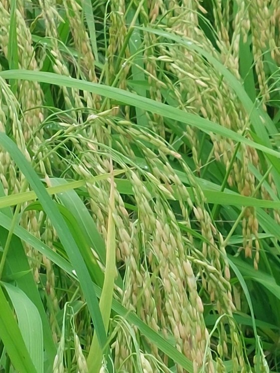 rice-p5-field-3.jpg