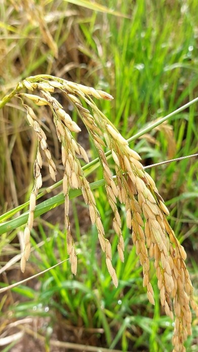 rice-p5-field-4.jpg