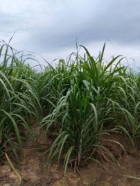 sugarcane-field-4sep.jpg
