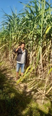 sugarcane-growth-1dec.jpg