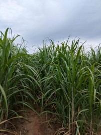 sugarcane-growth-4sep-1.jpg