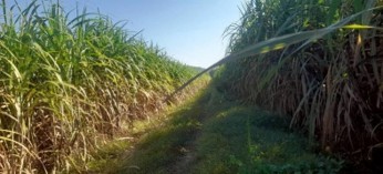 sugarcane-growth-4sep-2.jpg