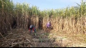 sugarcane-harvest-31jan-1.jpg