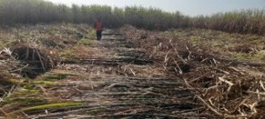 sugarcane-harvest-31jan-2.jpg