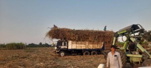 sugarcane-harvest-31jan-3.jpg
