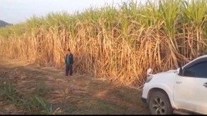 sugarcane-mature-31jan-1.jpg